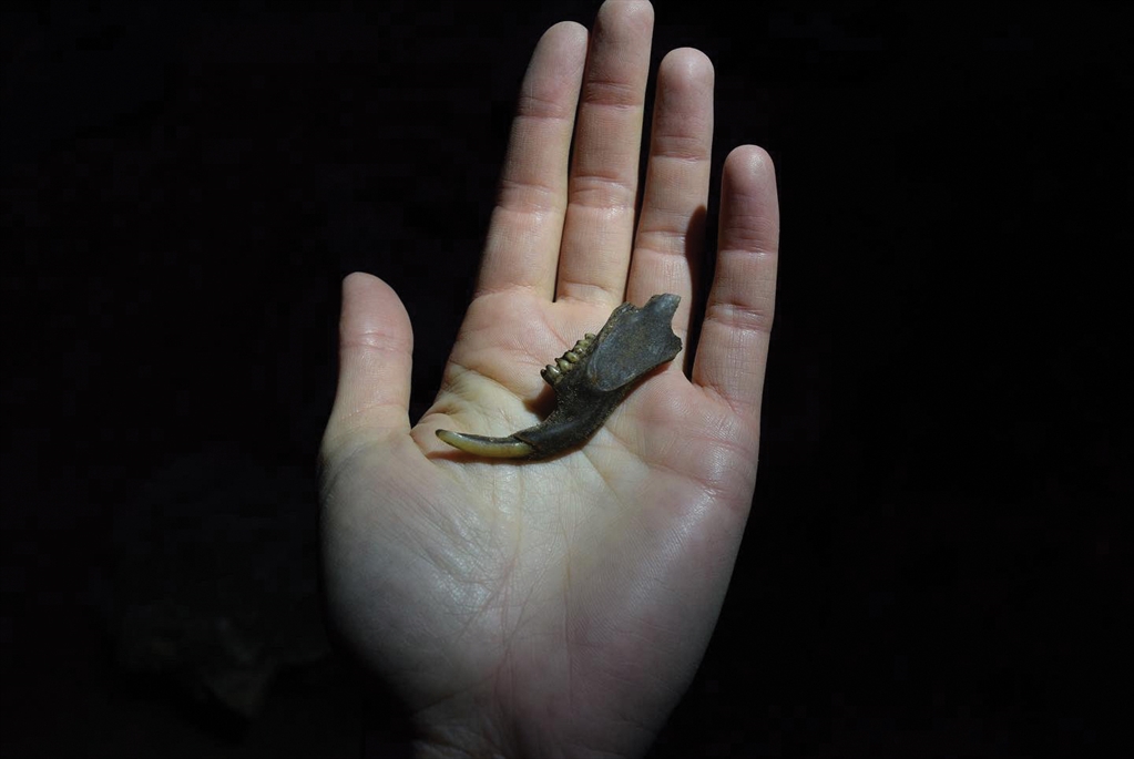 A jawbone unearthed in Natural Trap Cave, summer 2021. (Photo: Jess Hunt-Ralston)